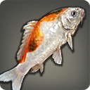 Tri-colored Carp