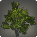 Shroud Broadleaf