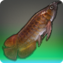 Blood Red Bonytongue