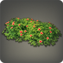 Aloalo Roselle Hedge
