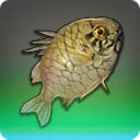 Armor Fish