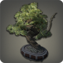 Pine Bonsai