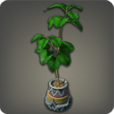 Potted Umbrella Fig