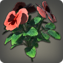 Red Violas