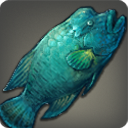 Mummer Wrasse