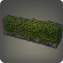 Low Garden Hedge