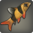 Clown Loach