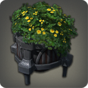 Potted Axilflower