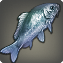 Blue Prismfish