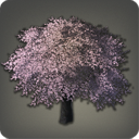Eastern Cherry Tree