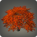 Autumnal Maple Tree