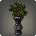 Potted Orange Tree