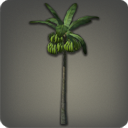Wild Banana Tree