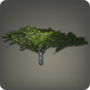 Desert Ironwood