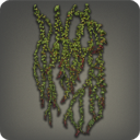 Wall-climbing Ivy