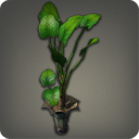 Potted Oliphaunt's Ear