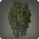 Bamboo Copse