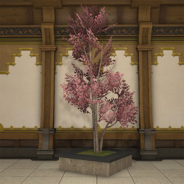 Doman Dogwood