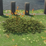 Bloodblossoms