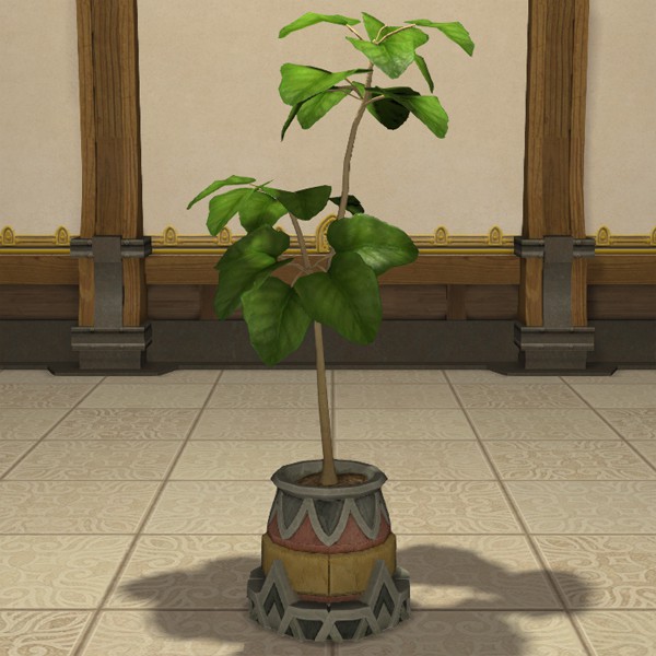 Potted Umbrella Fig