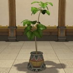 Potted Umbrella Fig