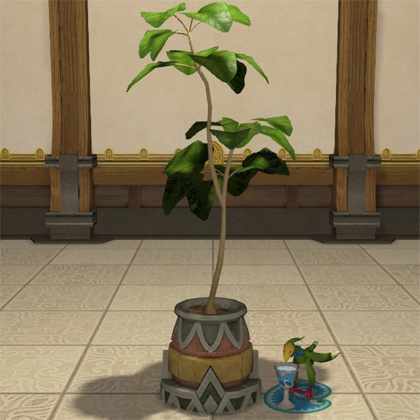 Potted Umbrella Fig
