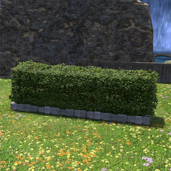 Low Garden Hedge