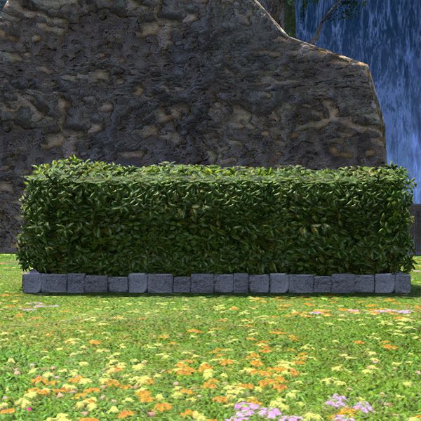 Low Garden Hedge