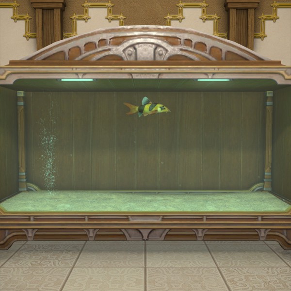 Clown Loach