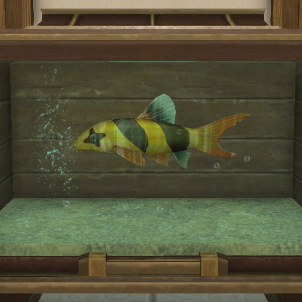 Clown Loach