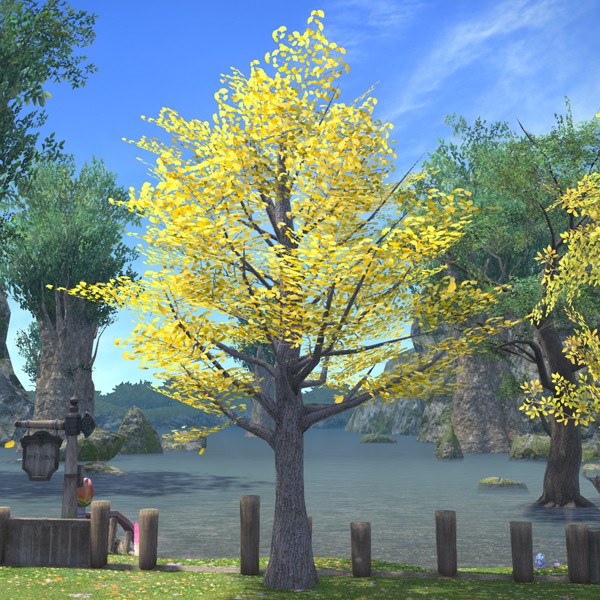 Autumnal Ginkgo Tree
