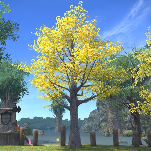 Autumnal Ginkgo Tree