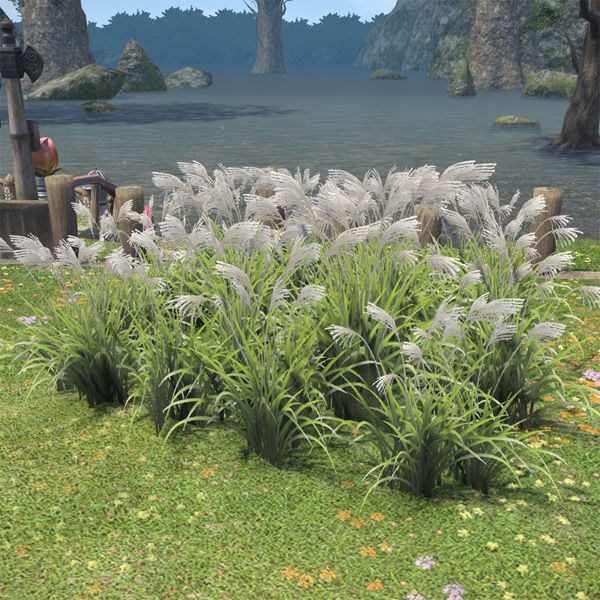Oriental Grass