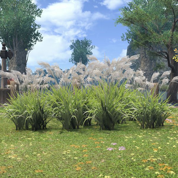 Oriental Grass