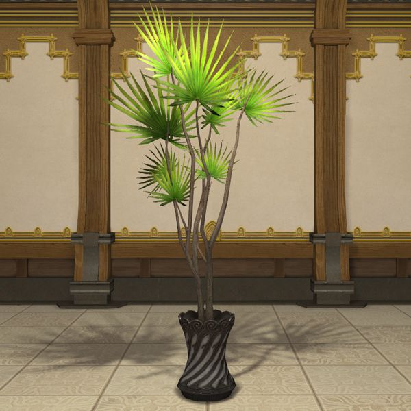 Potted Dragon Tree