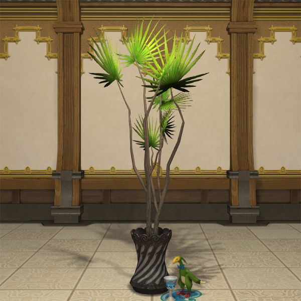 Potted Dragon Tree