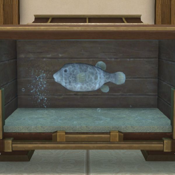 Black Boxfish