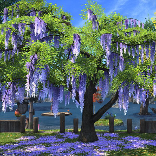 Eastern Wisteria