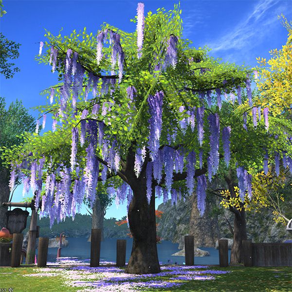 Eastern Wisteria