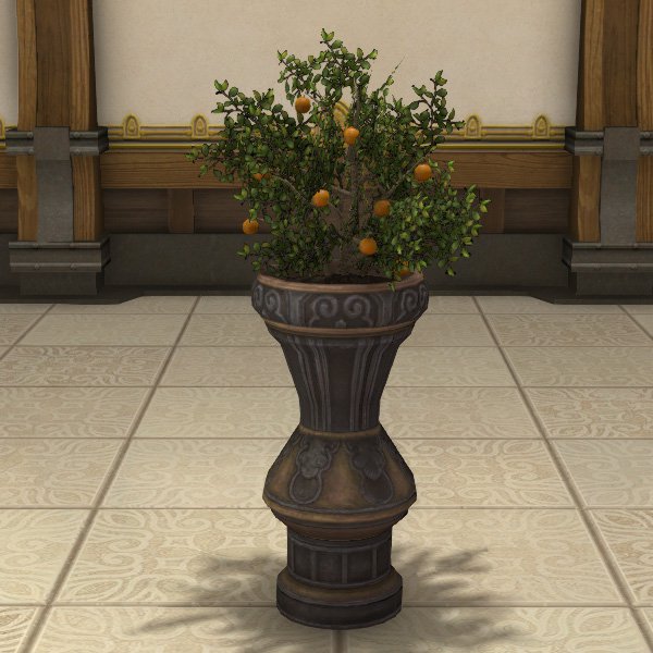 Potted Orange Tree