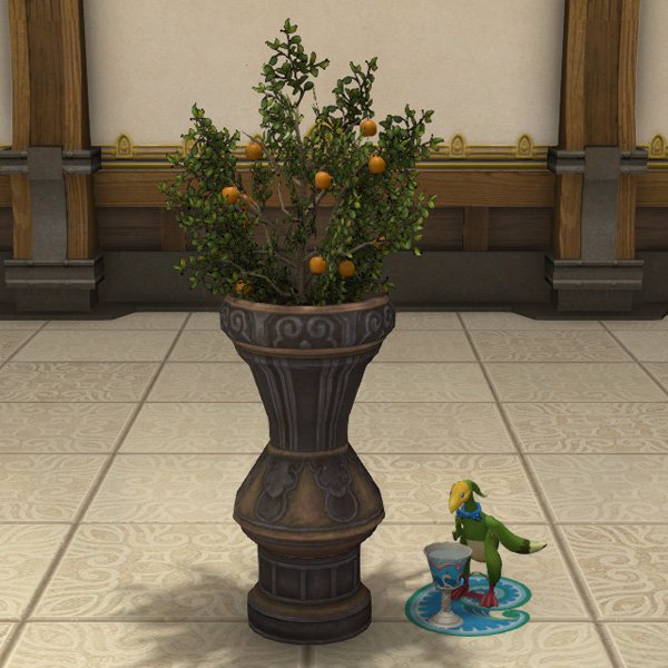 Potted Orange Tree