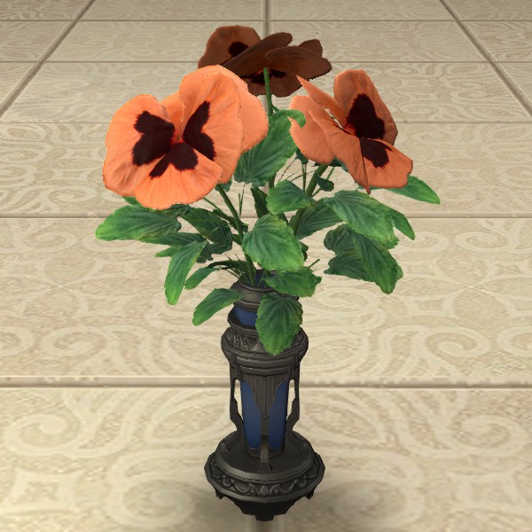 Orange Violas