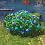 Plot of Hydrangeas
