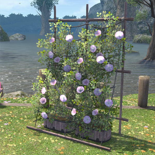Morning Glories