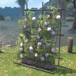 Morning Glories