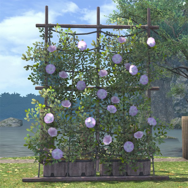 Morning Glories
