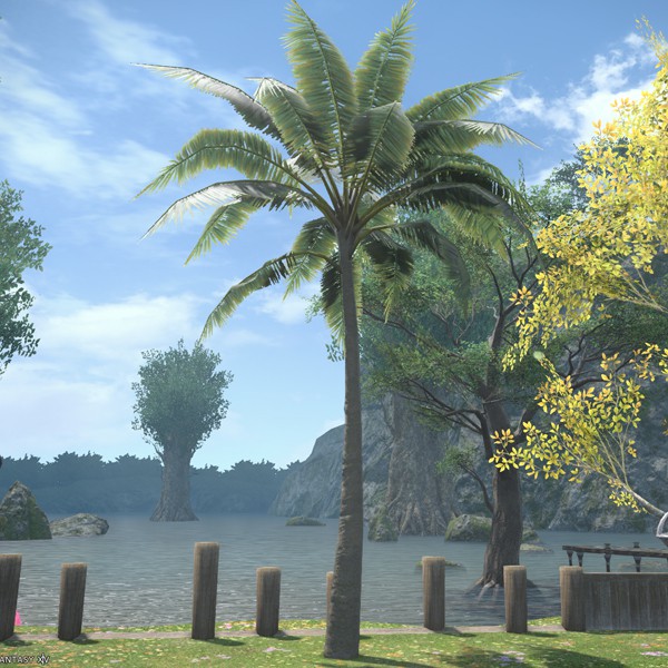 Island Palm