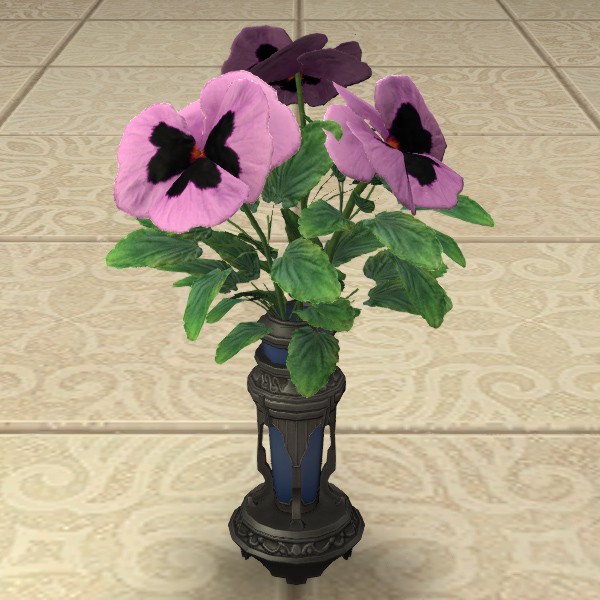 Purple Violas