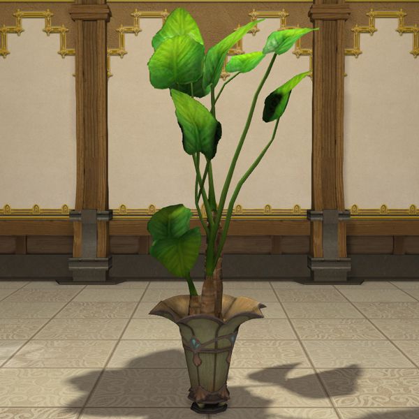 Potted Oliphaunt's Ear