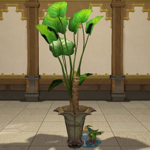 Potted Oliphaunt's Ear